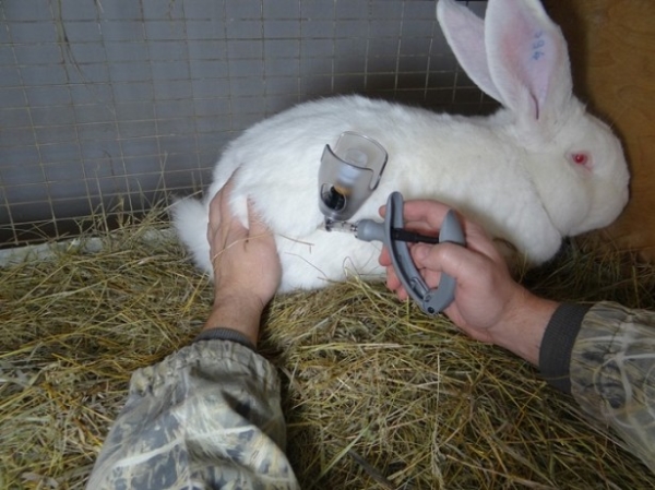  Inoculation of the rabbit is easy.