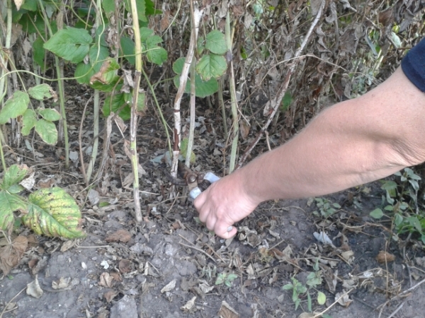  Autumn raspberries pruned