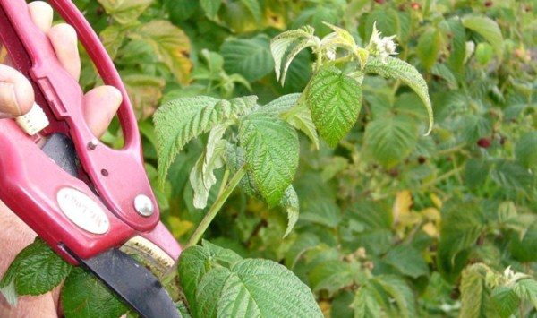  Trimming the top of the raspberry shoot