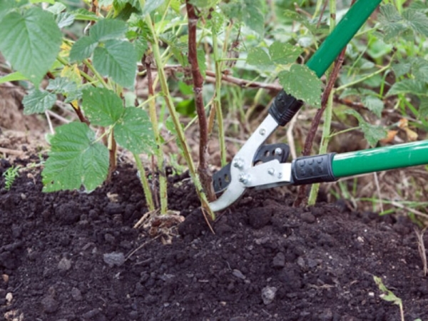  Double cropping according to Sobolev ensures the emergence of a large number of ovaries