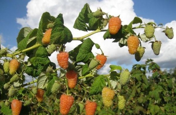  Bush I raspberry berries Orange miracle