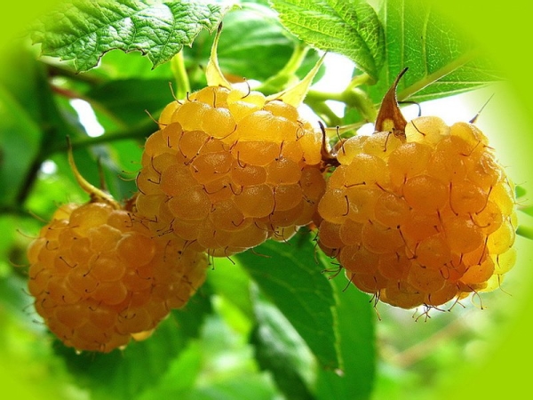  Las bayas de frambuesa son ricas en vitaminas, caroteno y minerales.