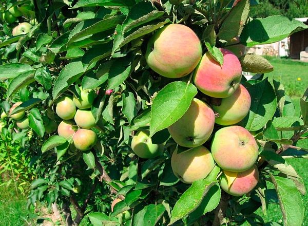  Apple-tree President kolonovidnaya: features of the variety, planting and care