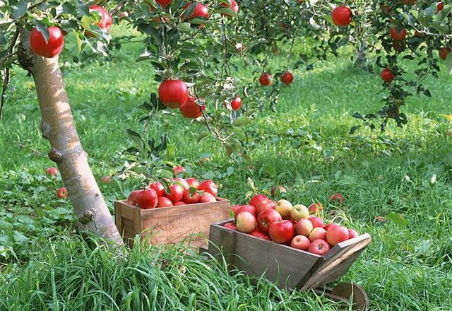  Harvesting apples pink pearl