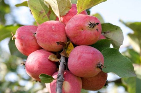  Pepin Saffron Apples