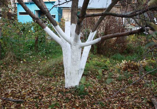  Vărsăturile din lemn și ramurile - prima protecție împotriva rozătoarelor pentru iarnă