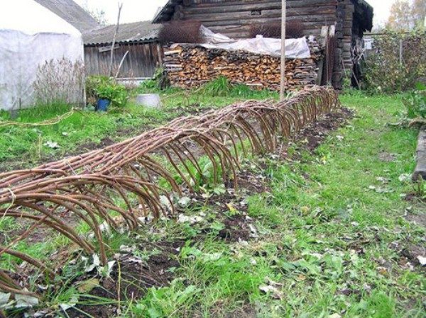  Bending raspberry bushes to the ground in front of the cold