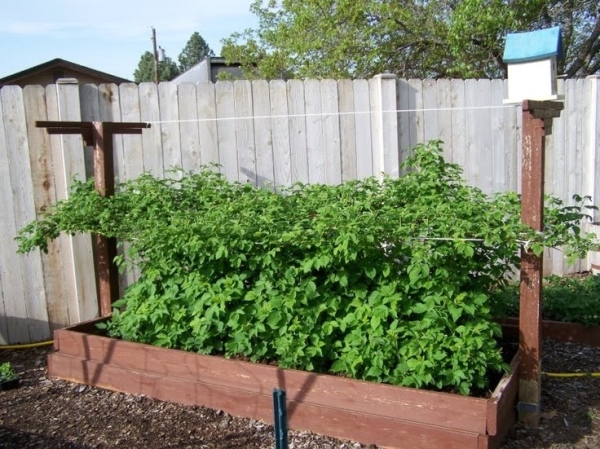  Choose a sunny spot for planting raspberries.