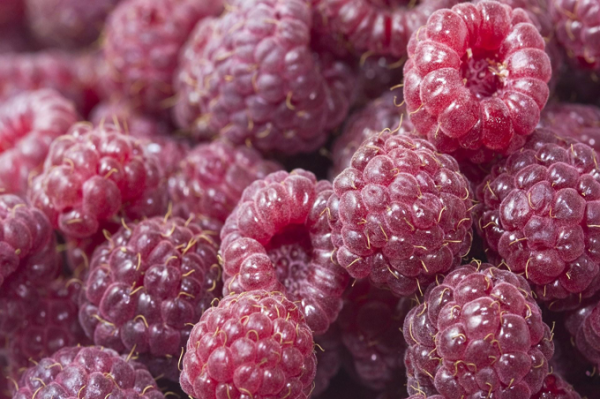  Polana berries are well transported and stored for a long time.