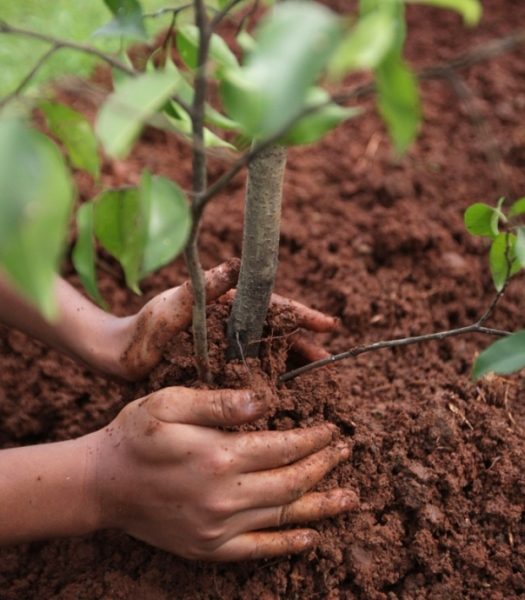  A taxa de sobrevivência das mudas depende do plantio e dos cuidados adequados.