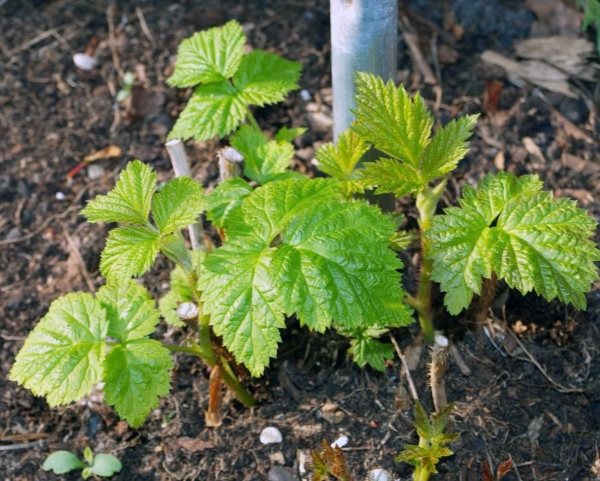  When propagating raspberries with green cuttings, the soil during the rooting period should not dry out.