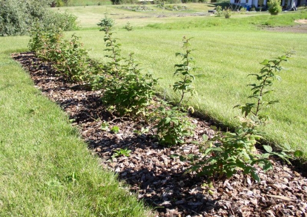  Raspberry seedlings are planted either in the pits or in trenches