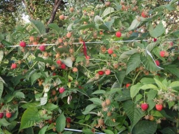  Raspberry bushes indian summer with berries