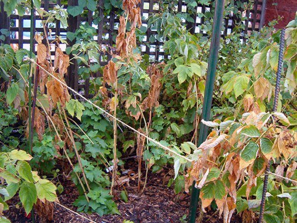  Why raspberry bushes dry