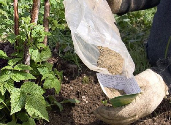  Preparing feeding for raspberries