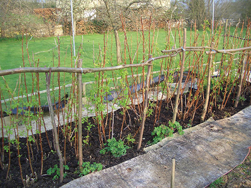  Planting raspberries in the spring
