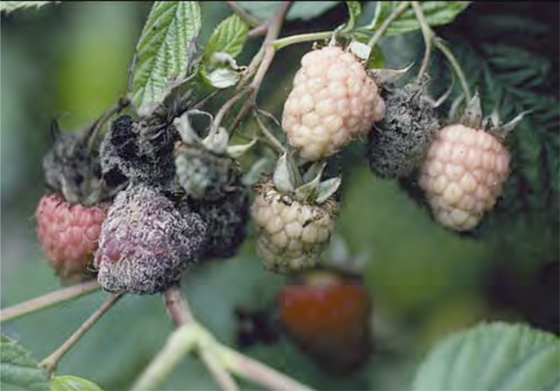  Gray rot on raspberry berries