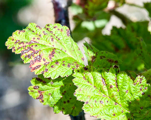 Purple spots on raspberry leaves