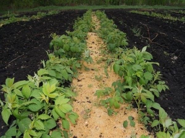  Soil mulching