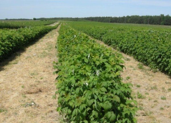  Rows of raspberry Indian summer