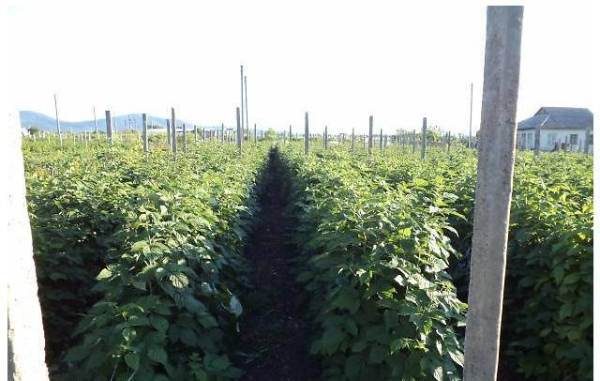  Raspberries planted in rows