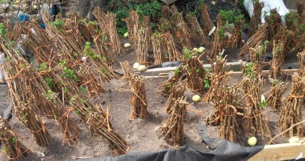  Planting Raspberry Polka Saplings