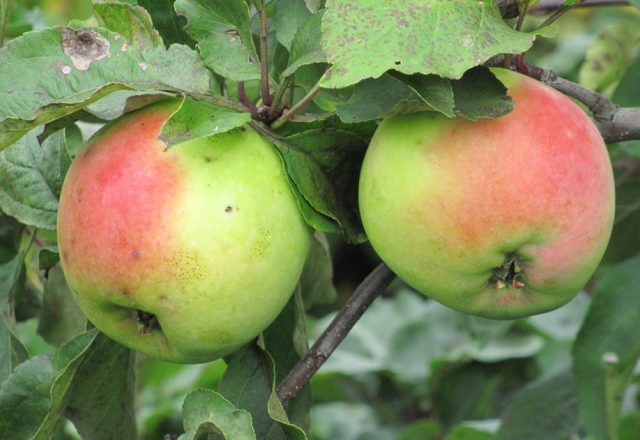  Sinap apples