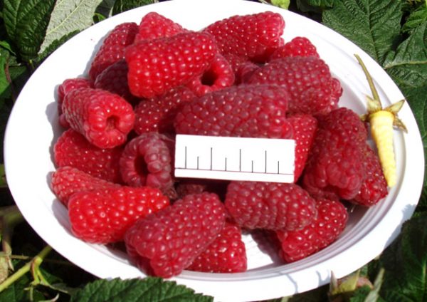  The size of ripened raspberry