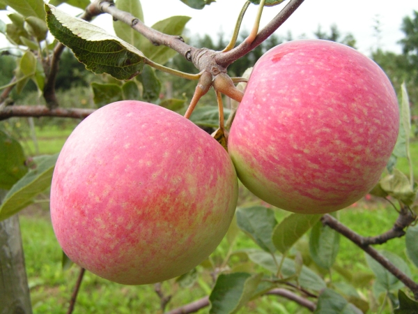  Apple tree varieties Slava The winners are prone to scab, milky luster, powdery mildew and fruit rot