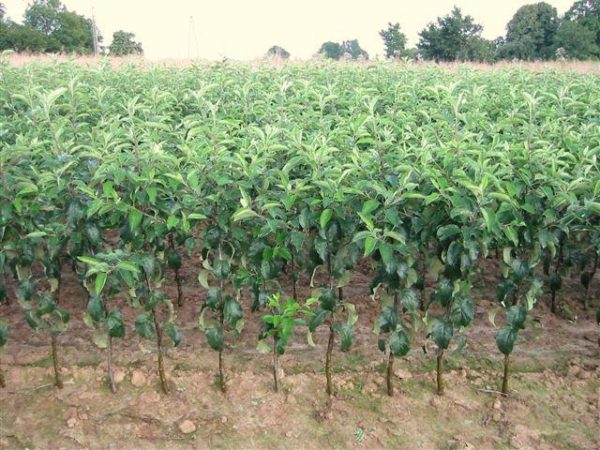  Apple seedlings grown in the nursery