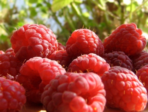  Cultivar las frambuesas como negocio: principales etapas, ventajas y desventajas.