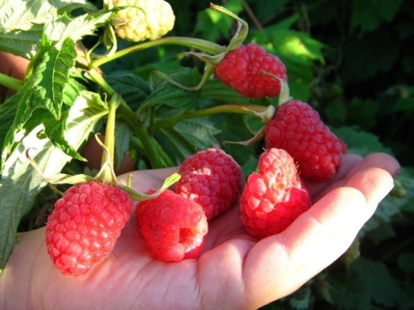  La variedad de frambuesa Hussar tiene muchas ventajas.