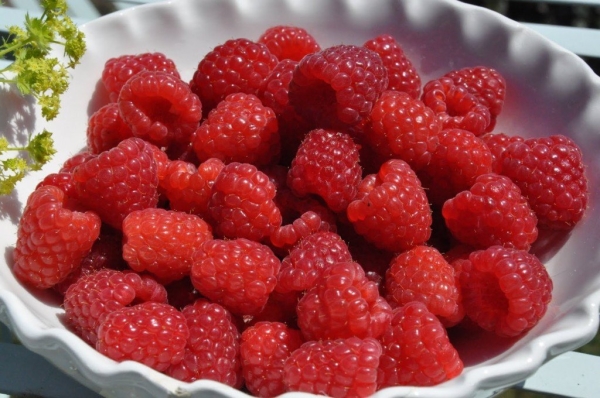  Variedad de frambuesa Hussar criado por Kazakov
