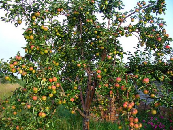  Zhigulevskoe apple varieties need fertilizers, they should be applied in autumn
