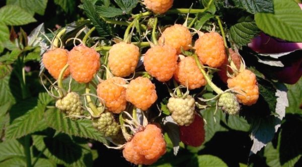  Bunch of raspberry apricot