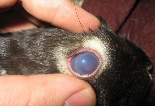  Cataract in a rabbit