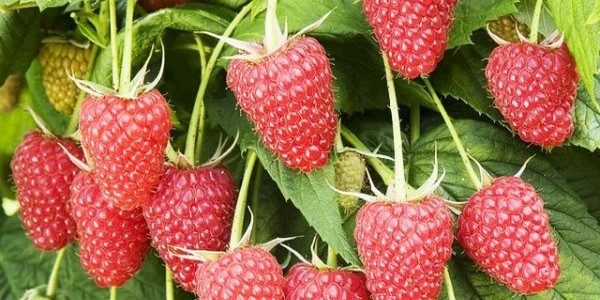  Raspberry indian summer