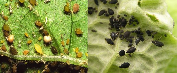  Weevils