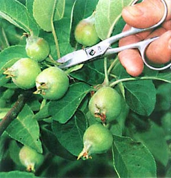  Thinning ovarele de mere