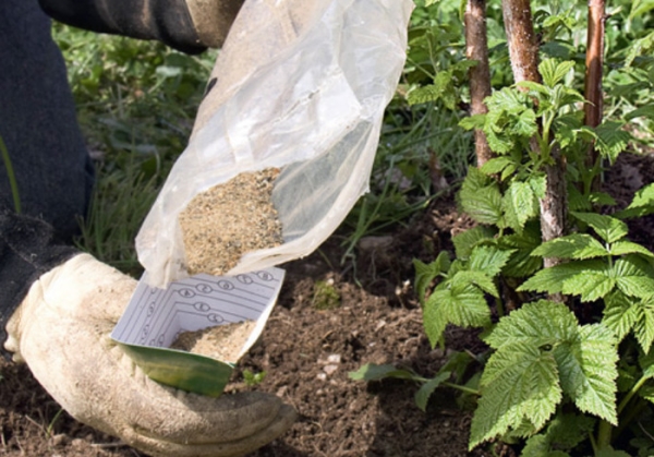  Raspberry needs feeding, mulching and watering