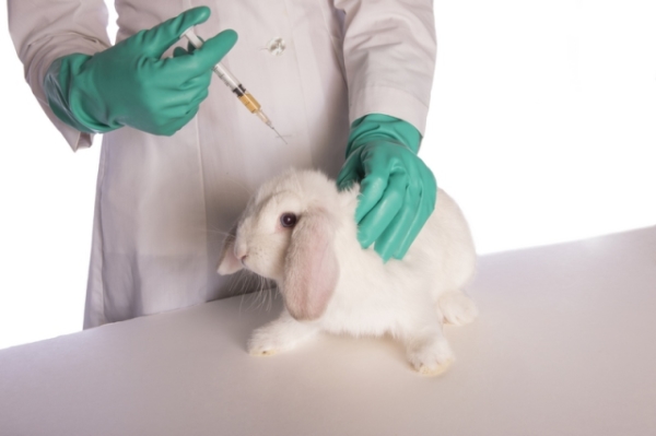  Follow the rules for vaccination of rabbits.