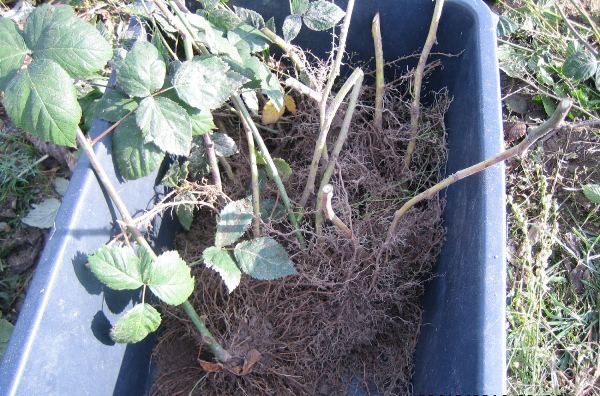  Raspberry polka root system