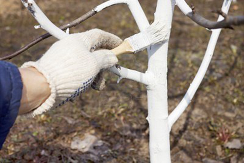  Processamento de mudas de maçã e se preparando para o inverno