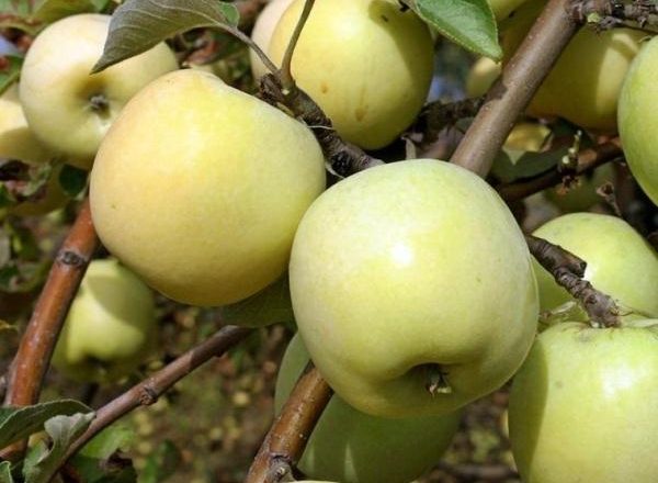  Apples Antonovka