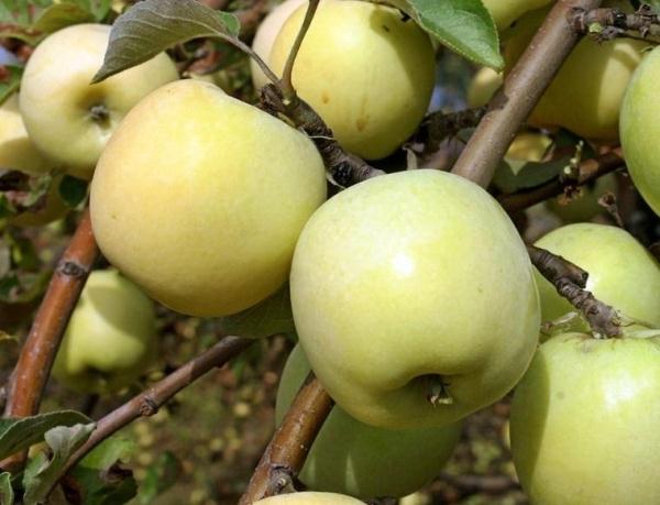  Apples Antonovka