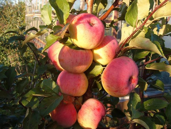  Manzanas en el arbusto