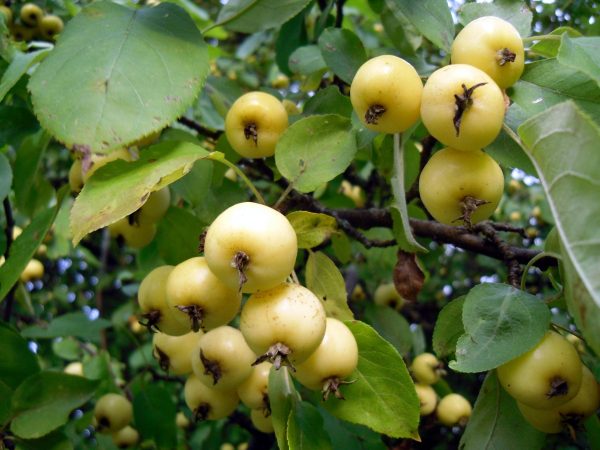  Frutos Amarelos de Maçã Chinesa
