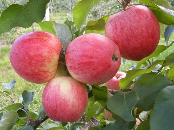  Miere Apple nu este nevoie de udare, are nevoie de pregătire pentru iernare