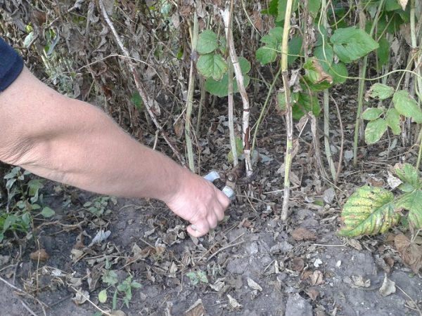  Pruning and preparation of bushes for winter