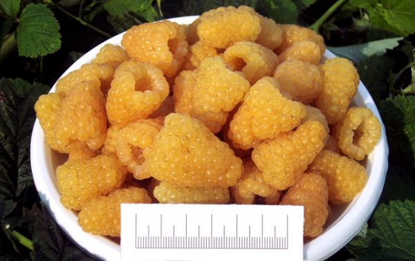  Raspberry Harvesting and Berry Size